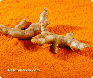 Turmeric-Powder-Root